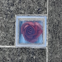 gardenofhyacinth avatar