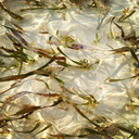 gardenofindia avatar