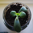 gardenoflibra avatar