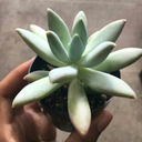 gardenofwonder avatar