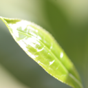 gardensandtea avatar