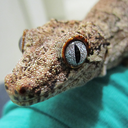 gargoylegeckos-blog avatar