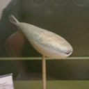 garlicbreadartboy avatar