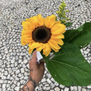 garotasonhadora-love avatar