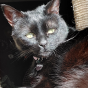 garryoakenthusiast avatar