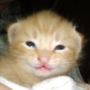 gaslighting69 avatar