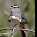 gastrointestinalmucosa avatar