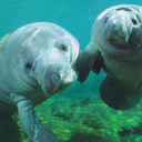 gatewaytoneverland avatar