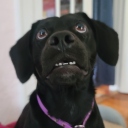 gathersnomoths avatar