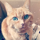 gatito-fantasma avatar