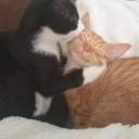 gatitos-y-prosa avatar