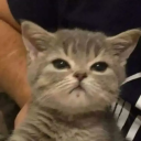 gato----negro avatar