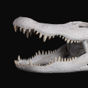 gatorsgatorsgators avatar