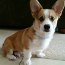 gatsbythecorgi avatar