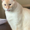 gaucheballoons avatar