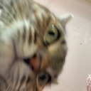 gay-bumble-bee avatar