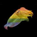 gay-cuttlefish avatar