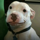 gaydanieldavid avatar