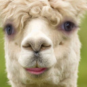 gaydovescomingfortheapricots avatar