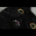 gayenoughforyou avatar