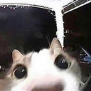 gayestfroginthepond avatar