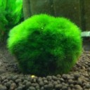 gayhopebubble avatar