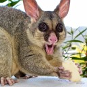 gayidiotfromspace avatar