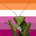 gayingmantis avatar