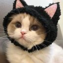 gaylittleinchworm avatar