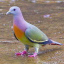 gaylittlepigeon avatar