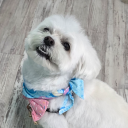 gaylittlewhitedog avatar