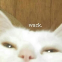 gaylovewillpiercetheveilofdeath avatar