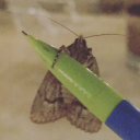 gaymermoth11037 avatar