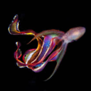 gayoctopus-pleasesendhelp avatar