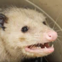 gaypossums avatar