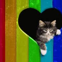 gayrainbowkittens avatar