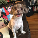 gayronswanson avatar