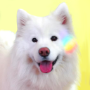 gaysamoyed avatar