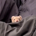 gaysexywizard avatar