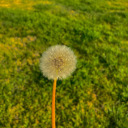 gaysimpsstuff avatar