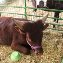 gaysoftenings avatar