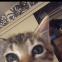 gayspaghtettinoodle avatar