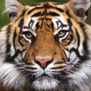 gaytigers avatar