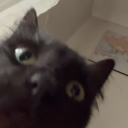 gaytorade-fucker-69 avatar