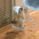 gazeintoabyss avatar