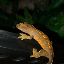 gecko-chronicles avatar