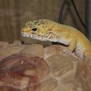 geckomoms avatar