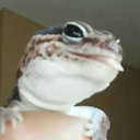 geckomun avatar