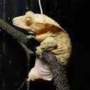 geckopods avatar