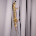 geckoqueen1 avatar